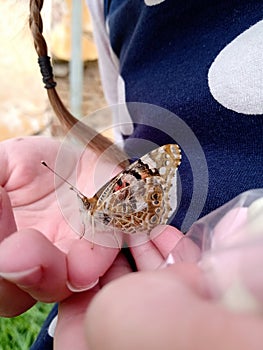 Vanessa carduiÂ - Painted Lady Butterfly sitting on child& x27;s hands